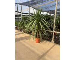 Cordyline australis– Koolpalm – 150 cm inclusief pot – Palmboom - Winterhard