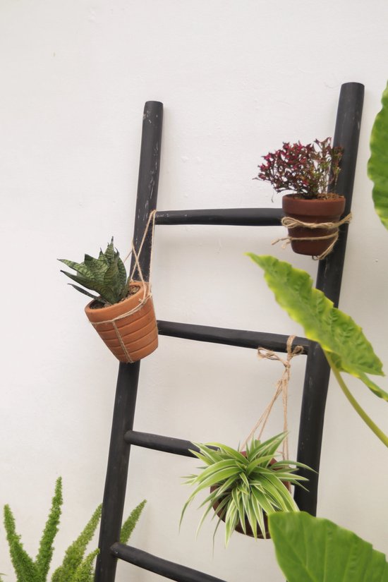 Zwarte decoratieve ladder met drie potten planten in terra cotta potten, tegen een witte muur.