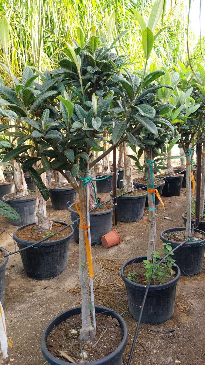 Sunny Tree - Japanse Wolmispel - Eriobotrya japonica - 220 cm - Sierplant voor Tuin en Balkon - Bladhoudende Plant