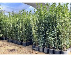 Sunny Tree Laurus Nobilis – Echte Laurierstruik, Wintergroen, 160 cm, Winterhard, 10L Pot, Premium Kuipplant voor Tuin & Terras, Aromatisch