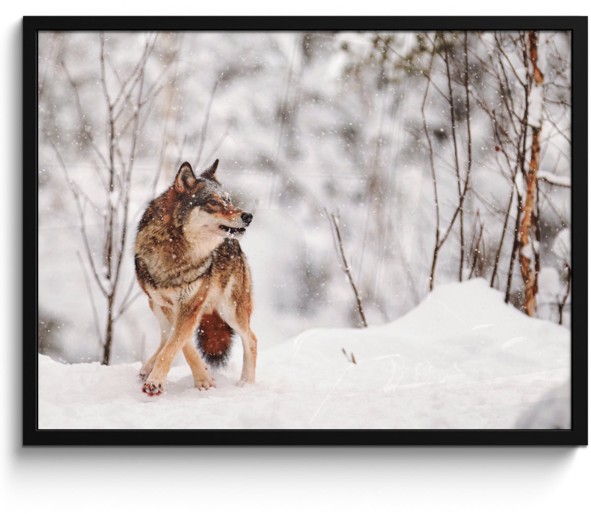 FrameYourWall Poster in lijst - Fotolijst 70x50 cm - Posters - Wolf - Winter - Sneeuw - Natuur - Dieren - Posterlijst zwart - Decoratie - Wanddecoratie woonkamer - Muurdecoratie slaapkamer