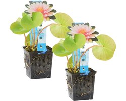 Set van 2 Roze Waterlelies voor Vijver - Winterharde Waterplanten - 10-20 cm