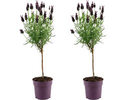 Bloomique - Set van 2 - Lavandula Anouk - Lavendel op stam - Winterhard - Balkonplanten - Tuinplanten - Geurend - 20-30cm Hoog - Pot 12cm