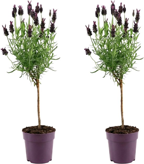 Bloomique - Set van 2 - Lavandula Anouk - Lavendel op stam - Winterhard - Balkonplanten - Tuinplanten - Geurend - 20-30cm Hoog - Pot 12cm
