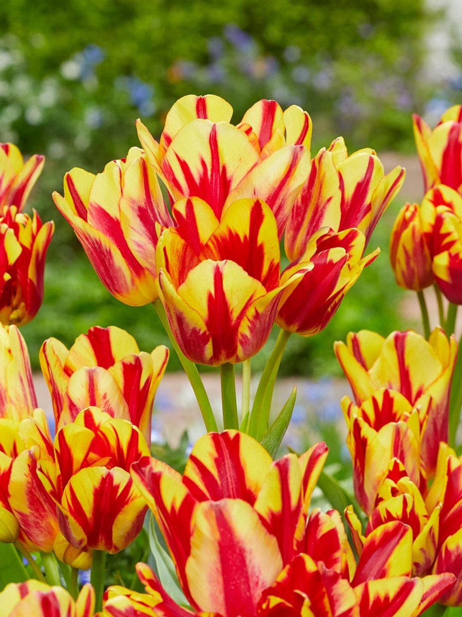 12x Tulpen 'Wonder club' - BULBi® Bloembollen met bloeigarantie