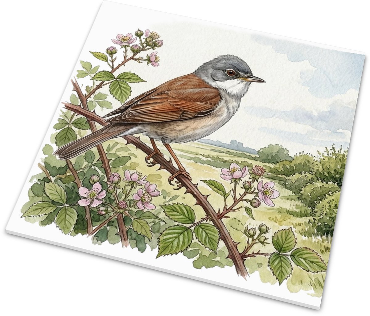 Tegeltje met glans van een grasmus in een bloeiende braamstruik - "Aquarel Series" Vogel a