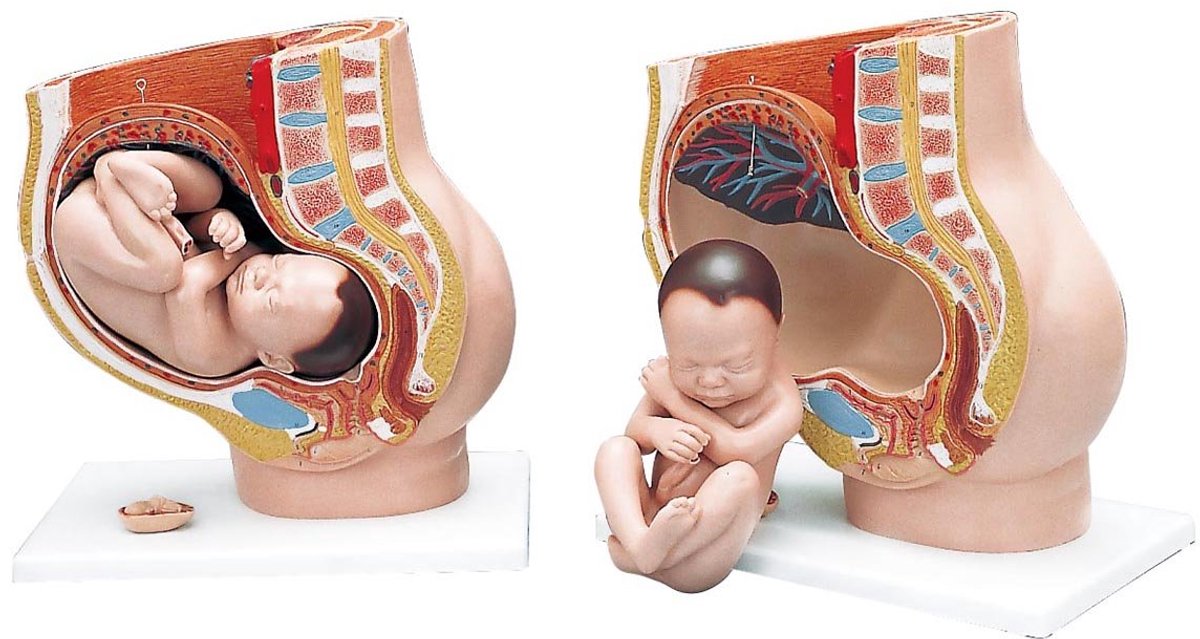 Anatomisch Bekkenmodel Zwangerschap (3-delig) met Interactieve 3D Software
