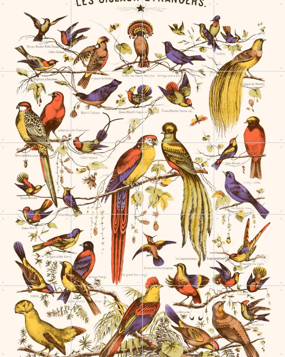 IXXI Les Oiseaux Etrangers, Aster Edition - 80 x 100 cm - Gratis ophangtool - Grote wanddecoratie en posters - Kleurrijk, Illustraties, Vintage