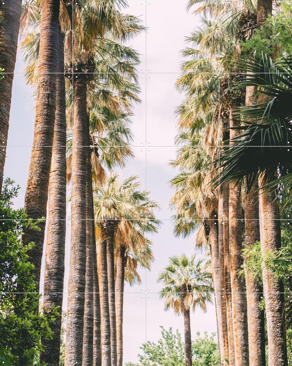 IXXI Palm Tree Lane, Pati Photography - 80 x 100 cm - Gratis ophangtool - Grote wanddecoratie en posters - Fotografie, Slaapkamer, Woonkamer, Gang