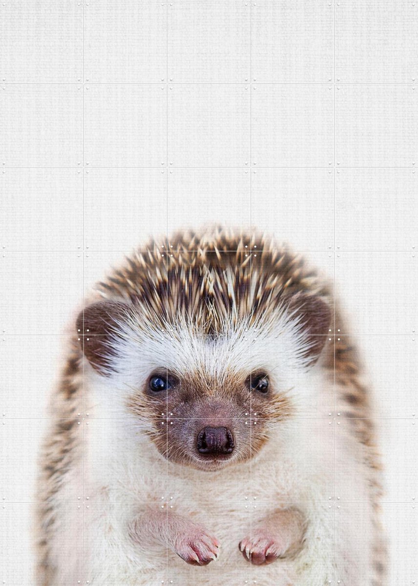 IXXI Print 357 Hedgehog, Lila + Lola - 100 x 140 cm - Gratis ophangtool - Grote wanddecoratie en posters - Speels, Fotografie, Illustraties