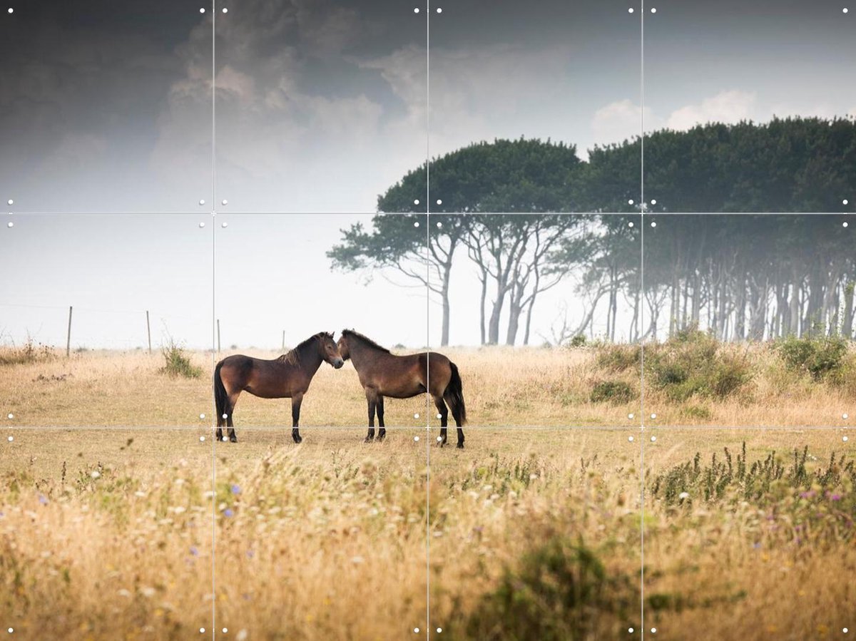 IXXI Vilde Heste Denmark Horses, Claire Droppert - 80 x 60 cm - Gratis ophangtool - Grote wanddecoratie en posters - Realisme, Fotografie