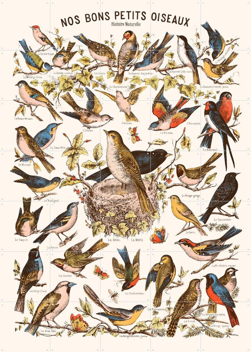 IXXI Nos bons Petits Oiseaux, Aster Edition - 100 x 140 cm - Gratis ophangtool - Grote wanddecoratie en posters - Illustraties, Naturalisme, Vintage
