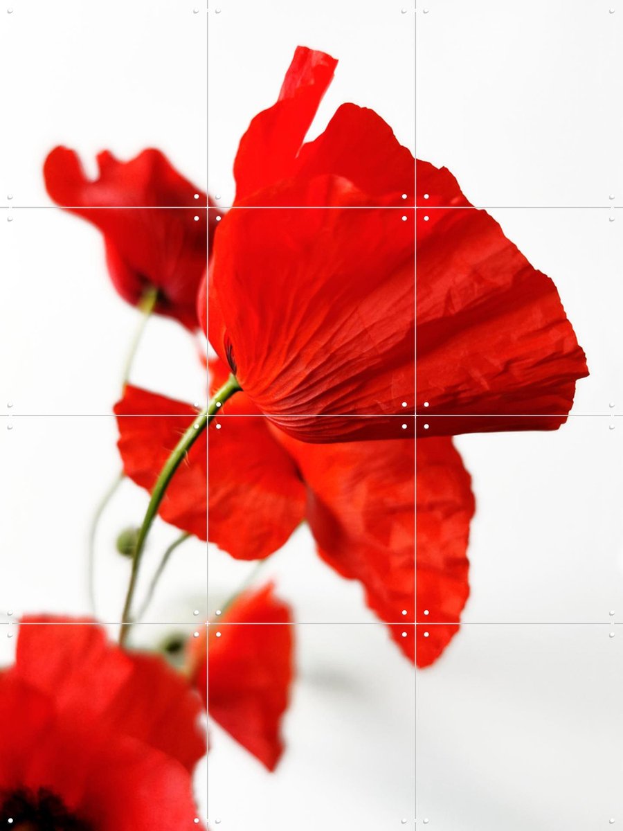 IXXI Poppies, Angelo Cerantola - 60 x 80 cm - Gratis ophangtool - Grote wanddecoratie en posters - Fotografie, Kleurrijk, Slaapkamer, Woonkamer