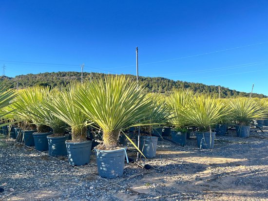 Grote Yucca Rostrata palmen in grijze potten, op een kiezelbodem onder een blauwe hemel.