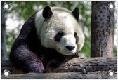 Tuinposter –Panda– 60x40 Foto op Tuinposter (wanddecoratie voor buiten en binnen)