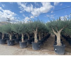 Sunny Tree - Boom - Olijfboom - Vertakte olijfboom - Koroneiki - Groenblijvend - 40 jaar oud- 220 cm - Winterhard