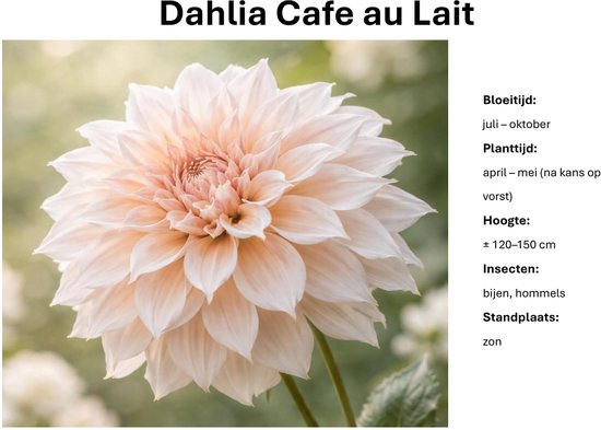 Dahlia Café au Lait knollen - zachtroze - 10 stuks