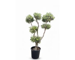 Sunny Tree - Winterharde Olijfboom Olea Europaea Pom Pon – Bolvorm - 25 Jaar – 220 cm - Voor Buiten– Mediterrane Tuinplant – Vorstbestendig tot -18°C