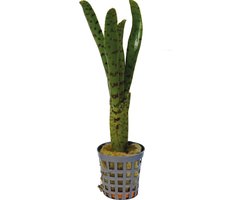 Aquafleur Neoregelia Punctatissima