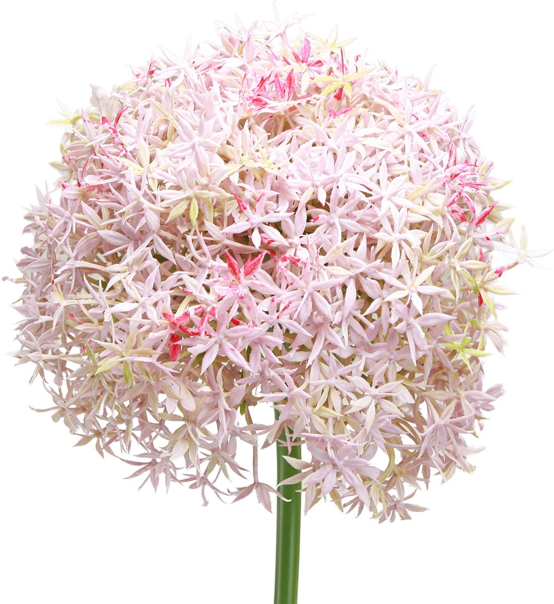Viana Allium met roze bloemen kunstui Ø18cm L90cm