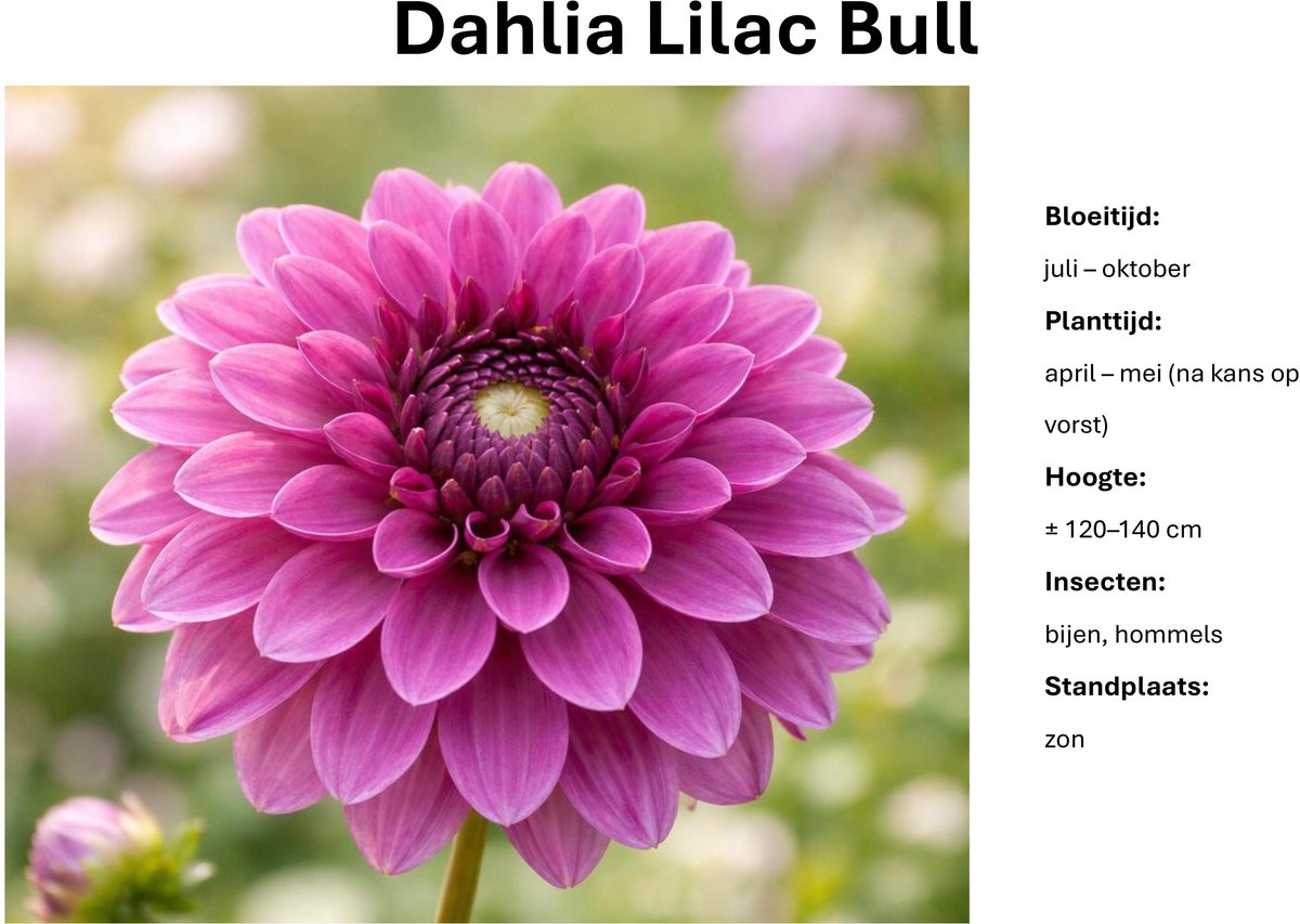 Dahlia knollen - Lilac Bull - Lila Dahlia - 3 knollen
