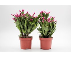 Ikhebeencactus | Rhipsalidopsis gaertneri | paarsroze bloemen | Paascactus | Lidcactus | Bloeiende cactus | Set van 2 stuks | Makkelijke kamerplant | Haal de paas in huis
