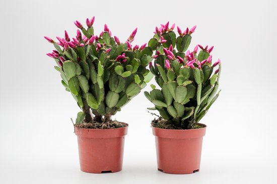 Ikhebeencactus Interieur set Molmö earth