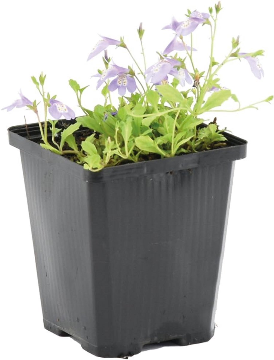 Winterhard Plant voor Vijver - Bodembedekker - 10-20 cm Hoog