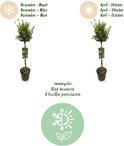 Planten op stam: groenblijvend in de winter (nov-mrt) en zomer (apr-okt).