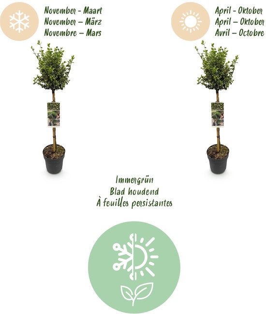 Planten op stam: groenblijvend in de winter (nov-mrt) en zomer (apr-okt).