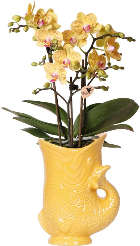 Kolibri Orchids | Gele orchidee Lima + Fish sierpot - potmaat Ø9cm | bloeiende kamerplant - vers van de kweker