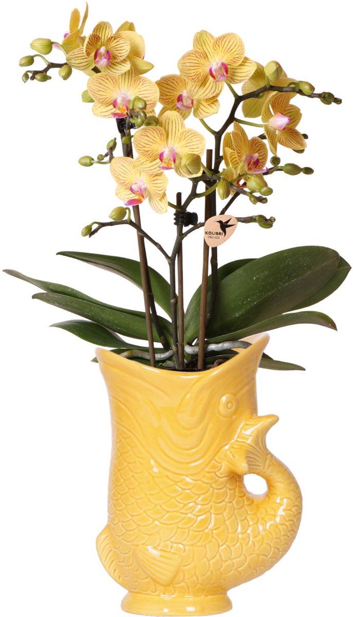 Kolibri Orchids | Gele orchidee Lima + Fish sierpot - potmaat Ø9cm | bloeiende kamerplant - vers van de kweker