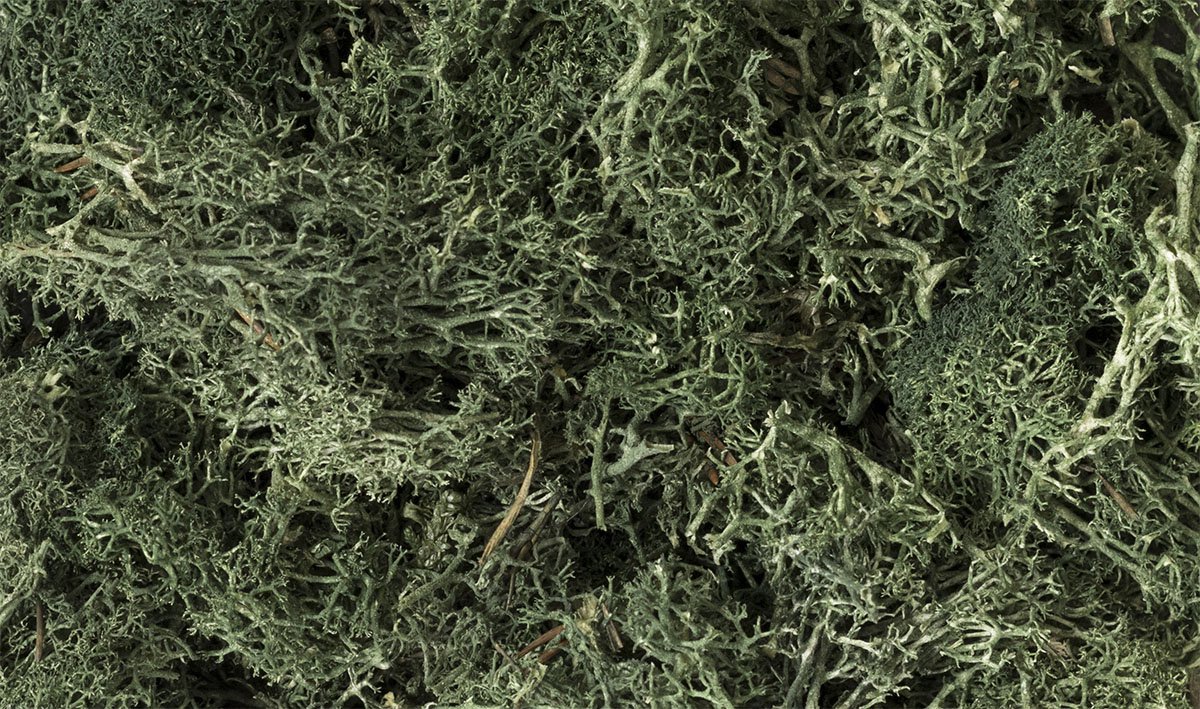 Woodland Scenics L164 Dark Green Lichen (korstmos) – Scenery Materiaal voor Modelbouw, Diorama & Modeltreinen