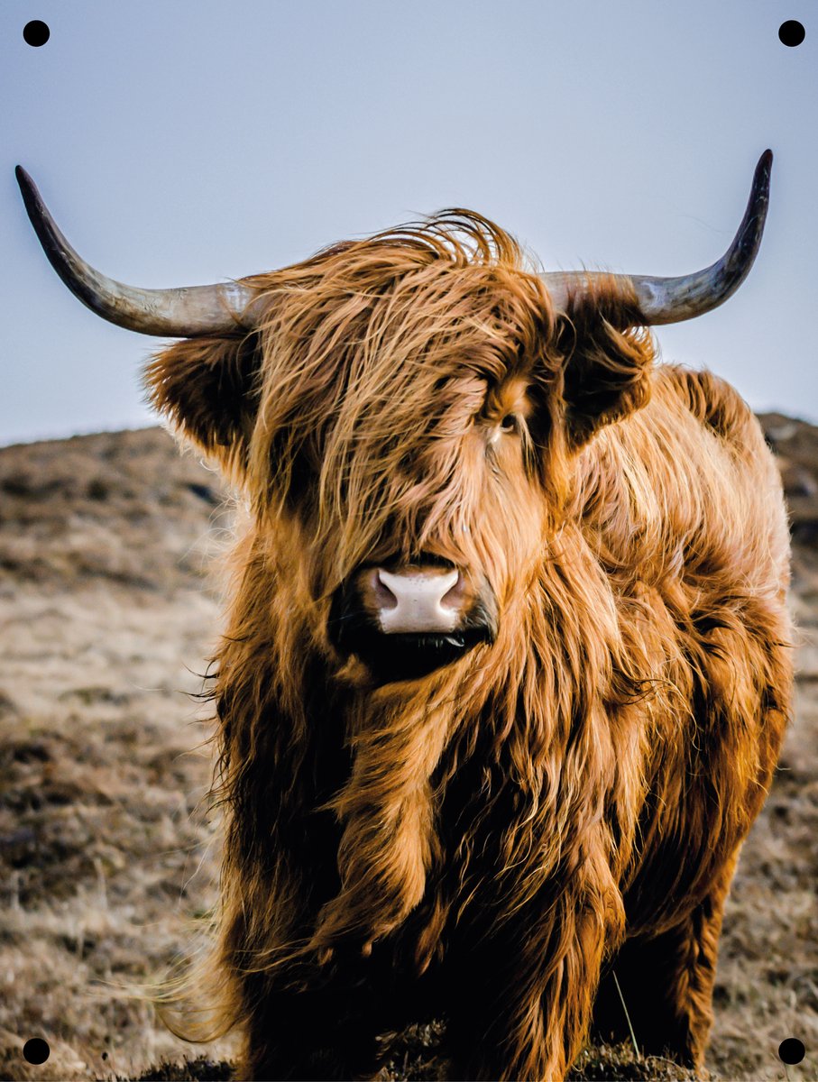 Tuinposter Hooglander 111