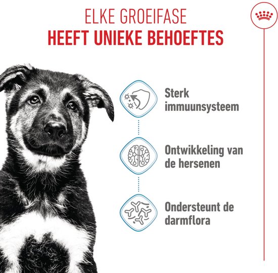 Een Duitse herder pup met een sterke vacht, die staat naast drie iconen: immuunsysteem, hersenontwikkeling en darmflora.