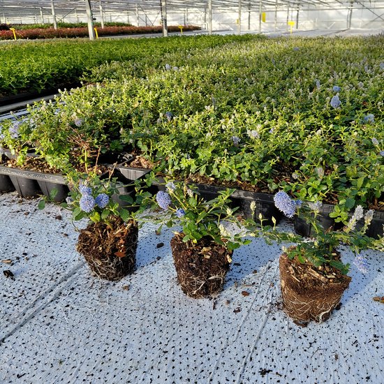 3 stuks Amerikaanse sering |Ceanothus repens Potmaat 1L | Wintergroen