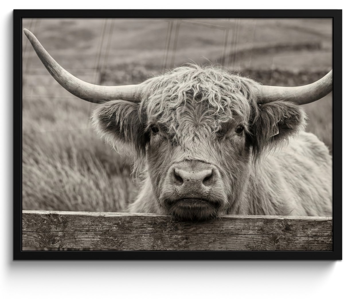 FrameYourWall Poster in lijst - Fotolijst 80x60 cm - Posters - Schotse hooglander - Zwart - Wit - Hout - Posterlijst zwart - Decoratie - Wanddecoratie woonkamer - Muurdecoratie slaapkamer