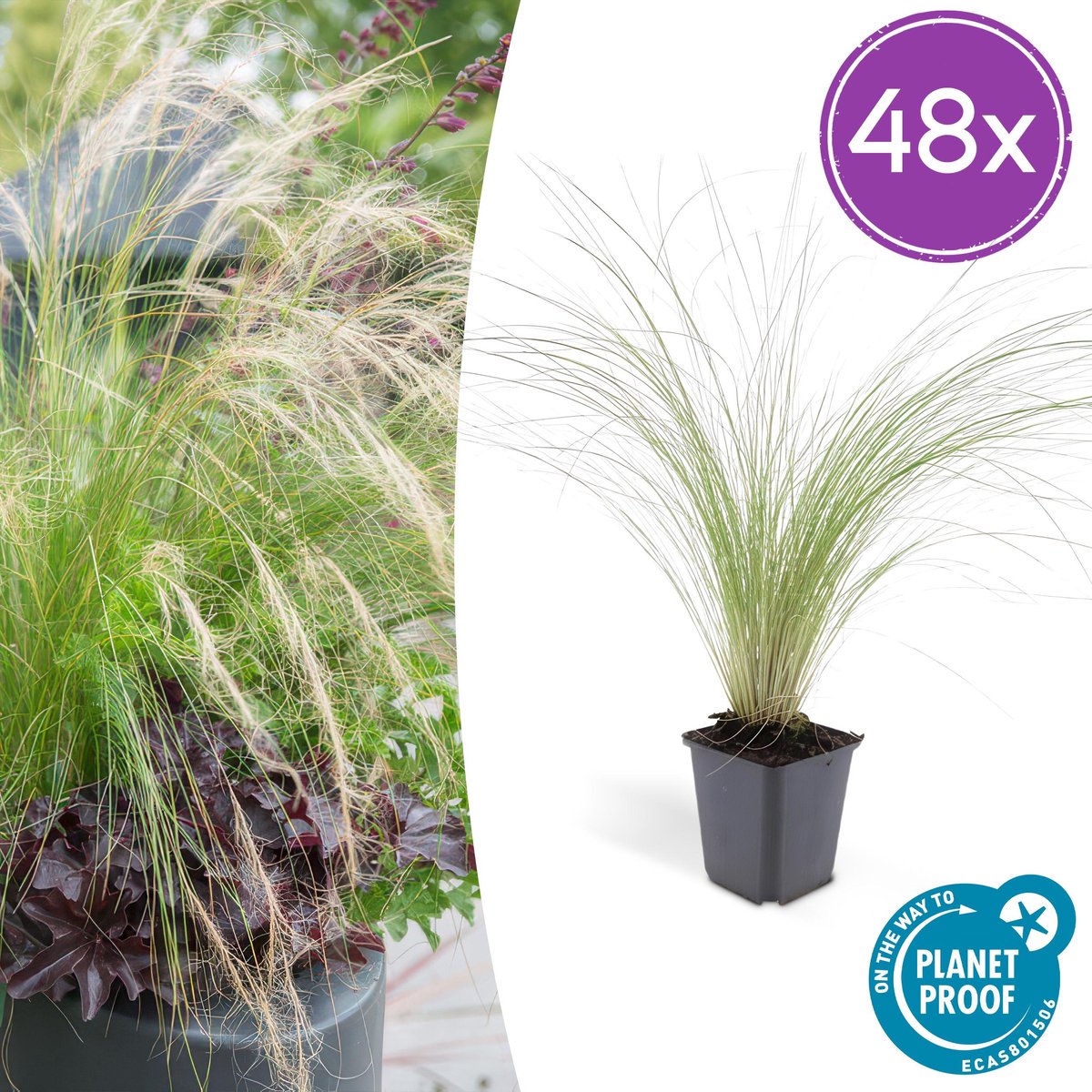 Tuinplantenshop.com | Stipa tenuissima 'Ponytails' | 48 stuks - Ø9cm - 10-25cm hoog - Tuinplant