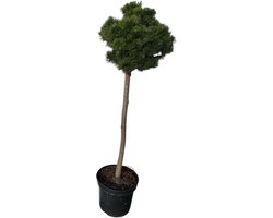 Pinus mugo 'Lilliput' - Bergden | 60 cm pot