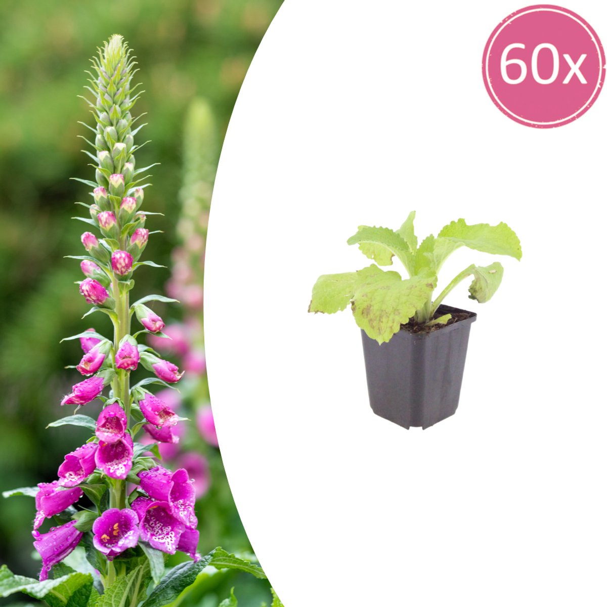 Tuinplantenshop.com | Digitalis purpurea | 60 stuks - Ø9cm - 10-25cm hoog - Tuinplant