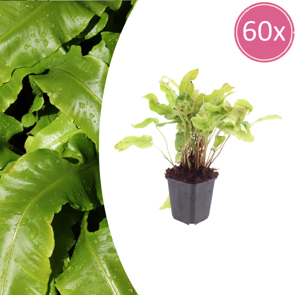 Tuinplantenshop.com | Asplenium scolopendrium | 60 stuks - Ø9cm - 10-25cm hoog - Tuinplant