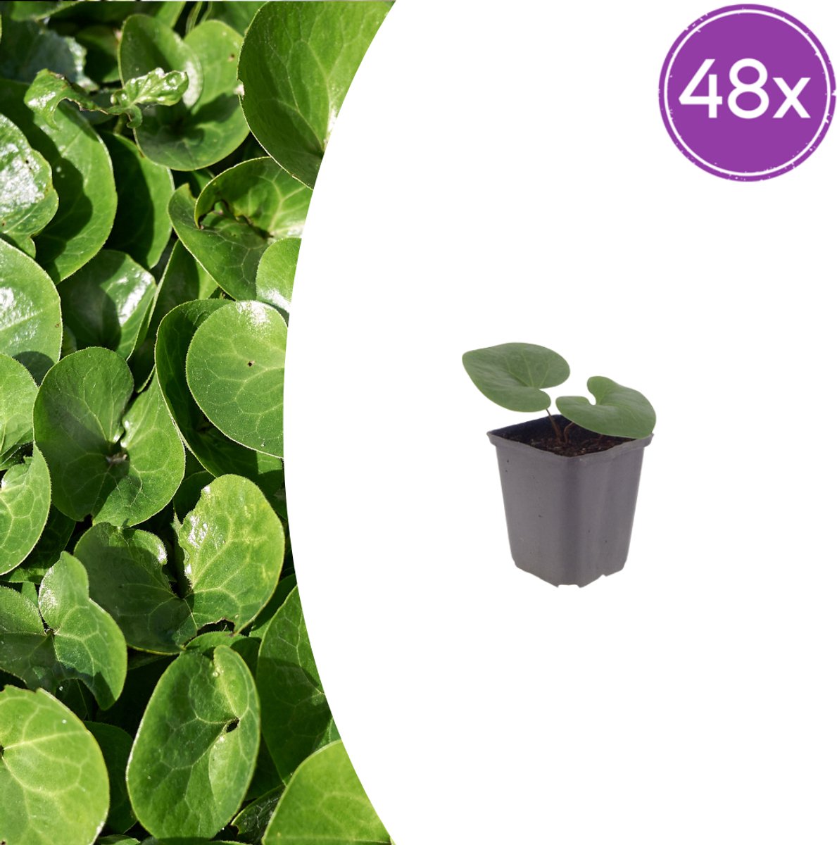 Tuinplantenshop.com | Asarum europaeum | 48 stuks - Ø9cm - 10-25cm hoog - Tuinplant