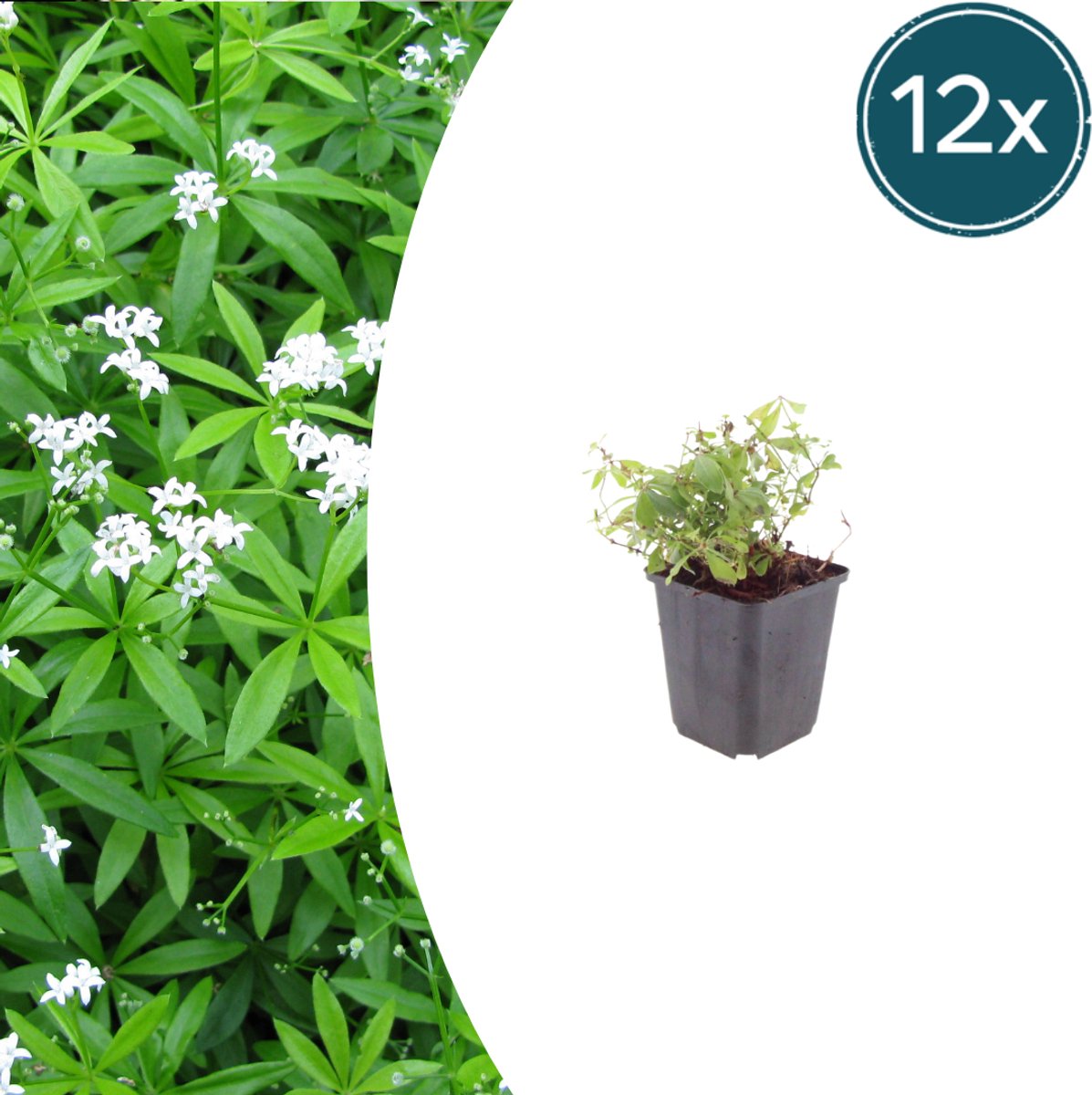Tuinplantenshop.com | Galium odoratum | 12 stuks - Ø9cm - 10-25cm hoog - Tuinplant