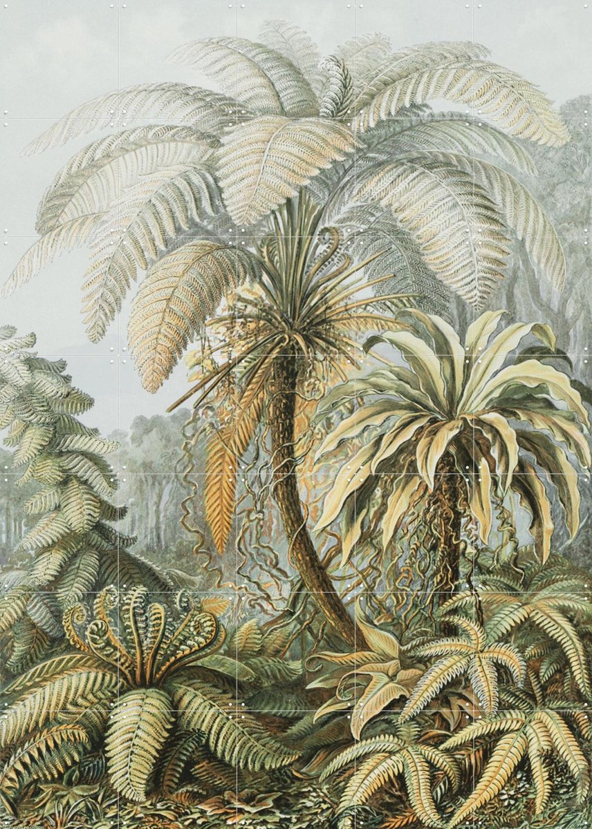 IXXI Ferns color, Ernst Haeckel & Victoria and Albert Museum - 100 x 140 cm - Gratis ophangtool - Grote wanddecoratie en posters - Naturalisme