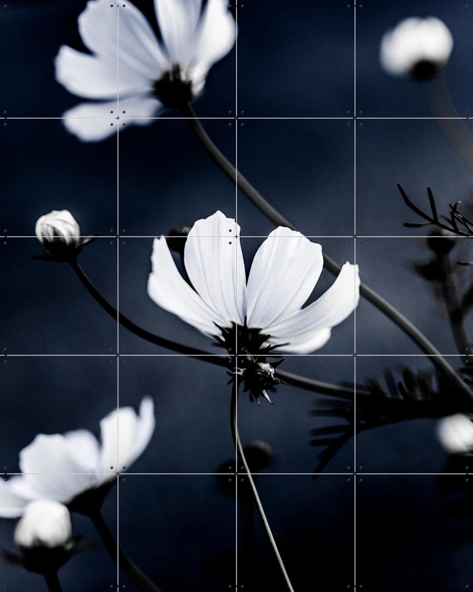 IXXI Wild Flowers, Mareike Böhmer - 80 x 100 cm - Gratis ophangtool - Grote wanddecoratie en posters - Klassiek, Fotografie, Woonkamer, Slaapkamer