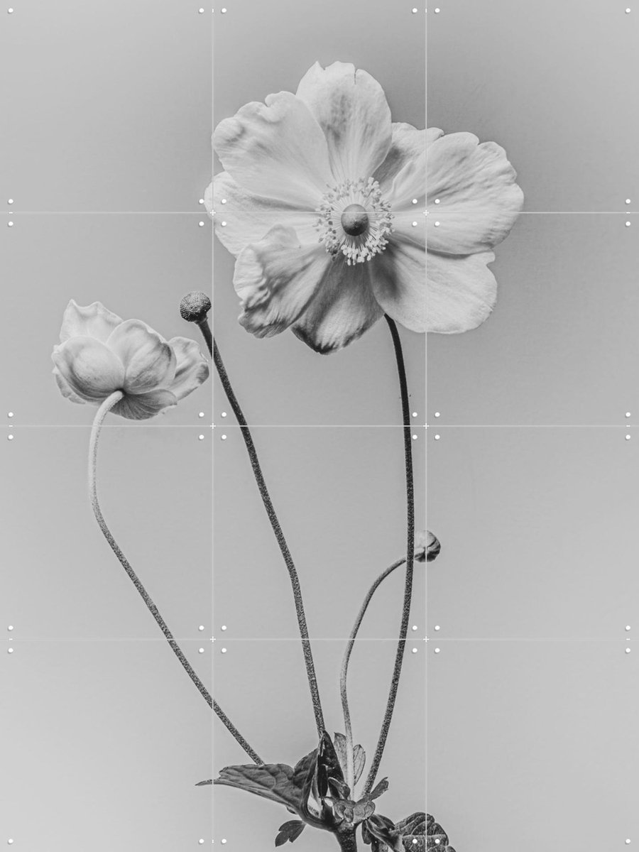 IXXI White Anamoon, Sander van Laar - 60 x 80 cm - Gratis ophangtool - Grote wanddecoratie en posters - Fotografie, Woonkamer, Slaapkamer, Natuur