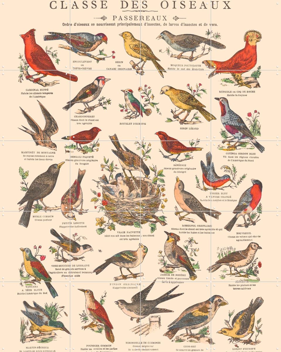 IXXI Oiseaux - Passereaux, Aster Edition - 80 x 100 cm - Gratis ophangtool - Grote wanddecoratie en posters - Vintage, Naturalisme, Illustraties