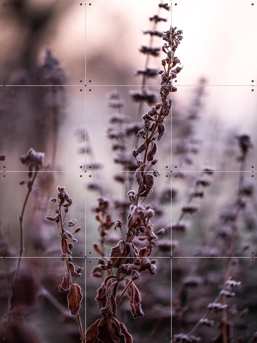 IXXI Frosty Morning, Mareike Böhmer - 60 x 80 cm - Gratis ophangtool - Grote wanddecoratie en posters - Fotografie, Winter, Natuur, Bloemen