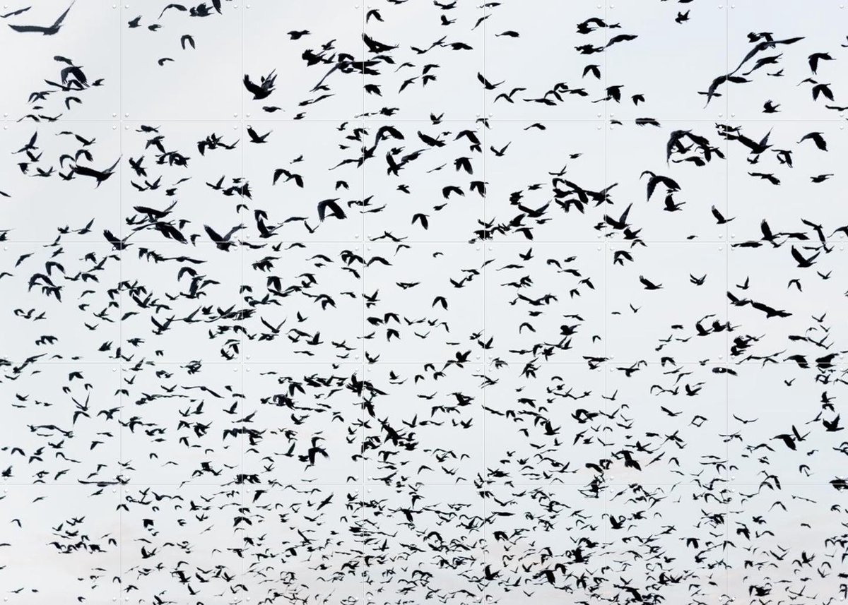 IXXI 999 Birds, Photolovers - 140 x 100 cm - Gratis ophangtool - Grote wanddecoratie en posters - Fotografie, Vogels, Natuur