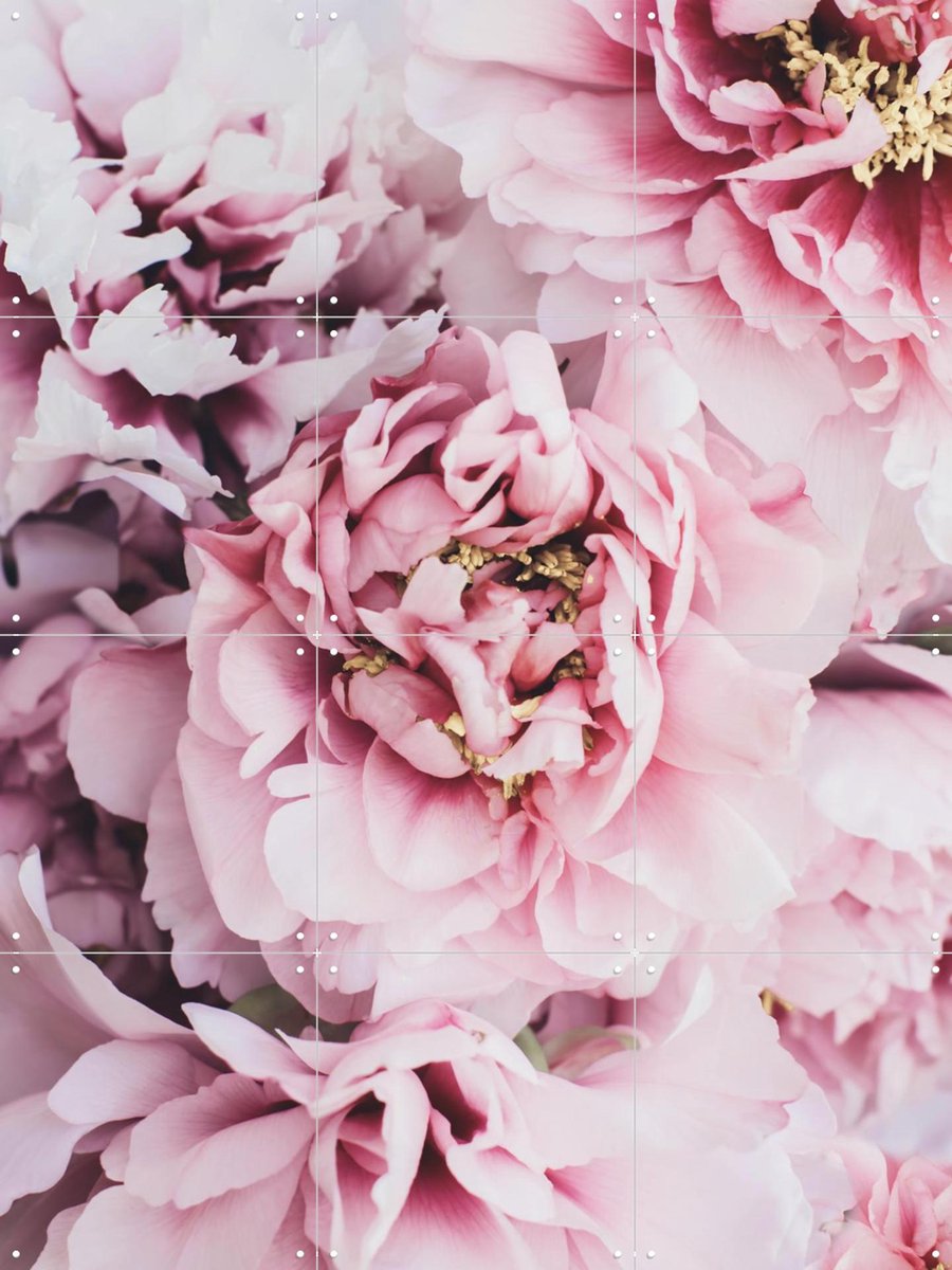 IXXI Pink Peonies Flowers, Ingrid Beddoes - 60 x 80 cm - Gratis ophangtool - Grote wanddecoratie en posters - Fotografie, Kleurrijk, Natuur, Bloemen